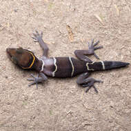 Image of Boulenger’s Indian Gecko