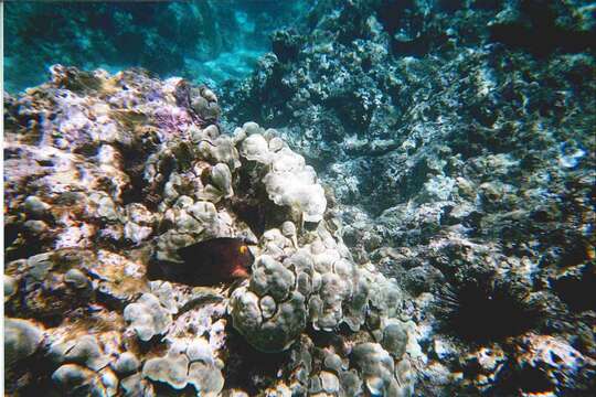 Image of Bristletoothed Surgeonfish