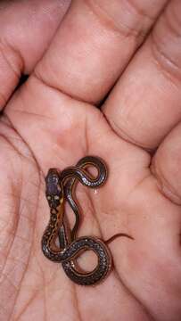 Image of Trinidad Black-backed Snake