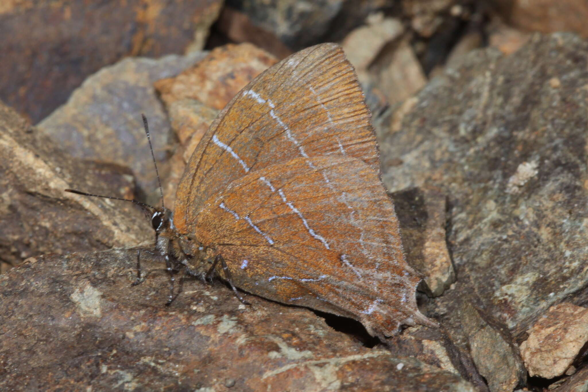 Image of <i>Micandra aegides</i>