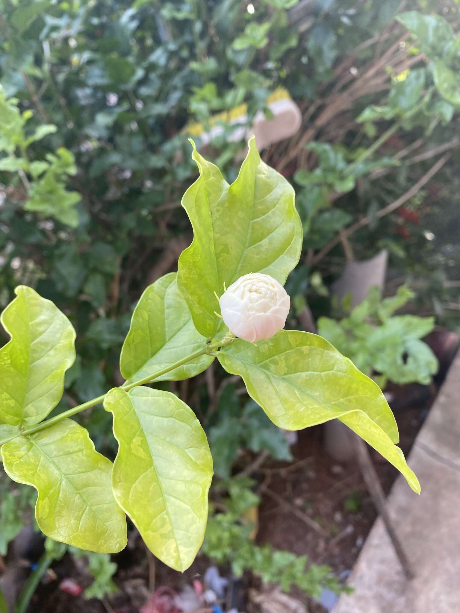 Image of Arabian jasmine