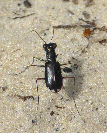 Image of Cicindela (Cicindelidia) abdominalis Fabricius 1801