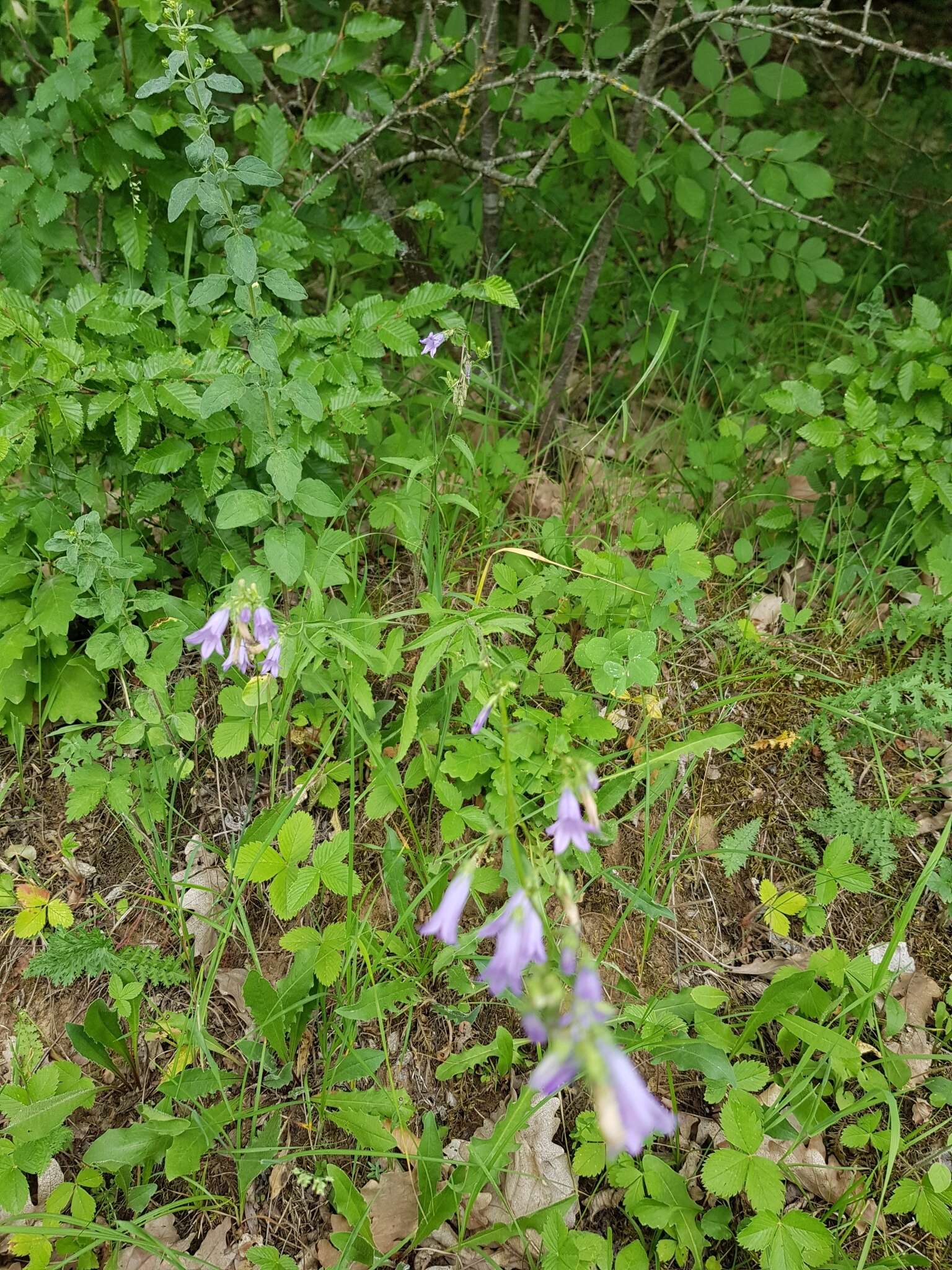 Image of Campanula sibirica subsp. elatior (Fomin) Fed.