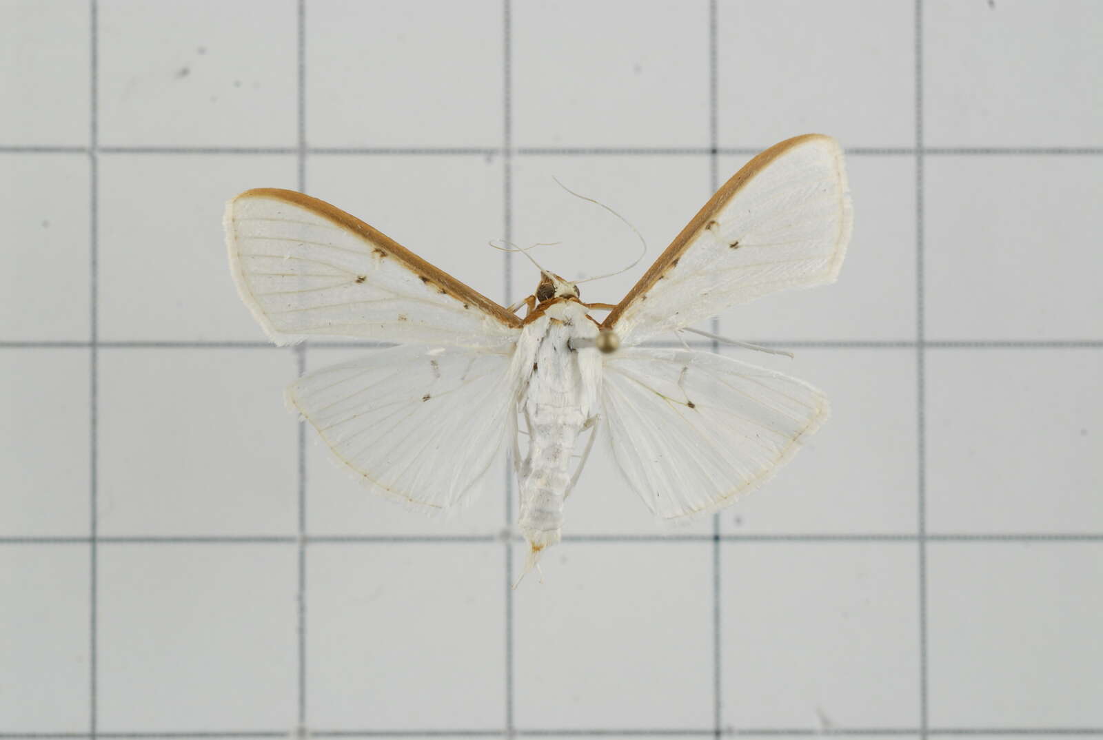 Imagem de Palpita nigropunctalis Bremer 1864