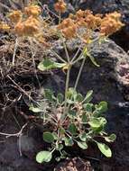 Image of sulphur-flower buckwheat