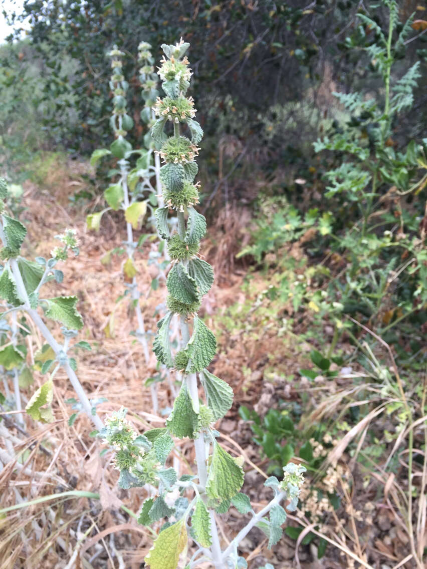 Image of horehound