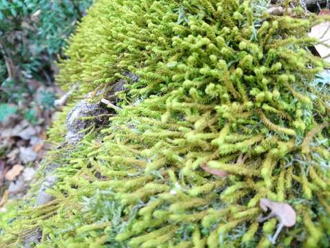 Image of rambling tail-moss