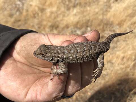 Image of Coast Range Fence Lizard