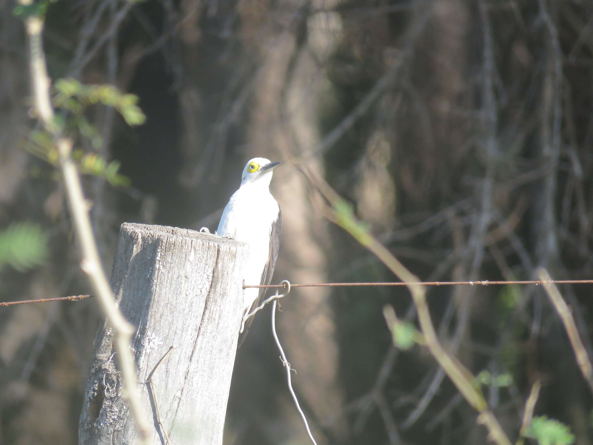 Image of White Woodpecker