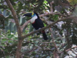 Ramphastos vitellinus culminatus Gould 1833的圖片