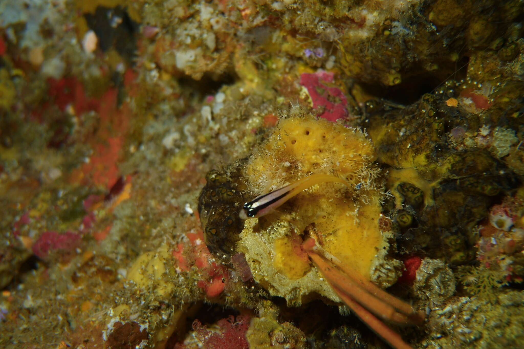 Image of Yellow-and-black Triplefin