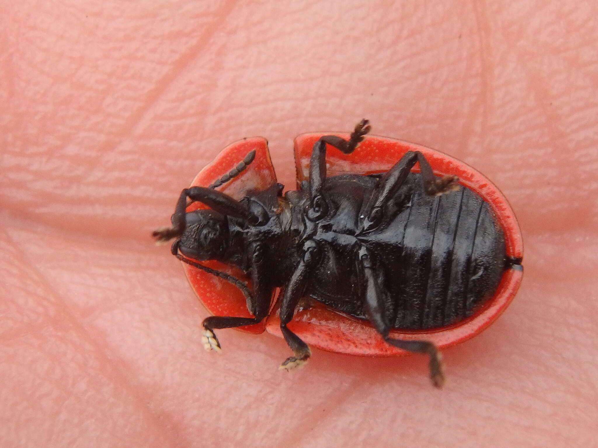 Image of Fleabane tortoise beetle