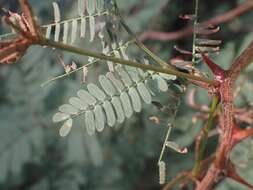 Image of Graham's mimosa