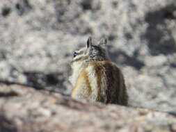 Image of Alpine Chipmunk