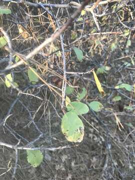 Image of red buckthorn