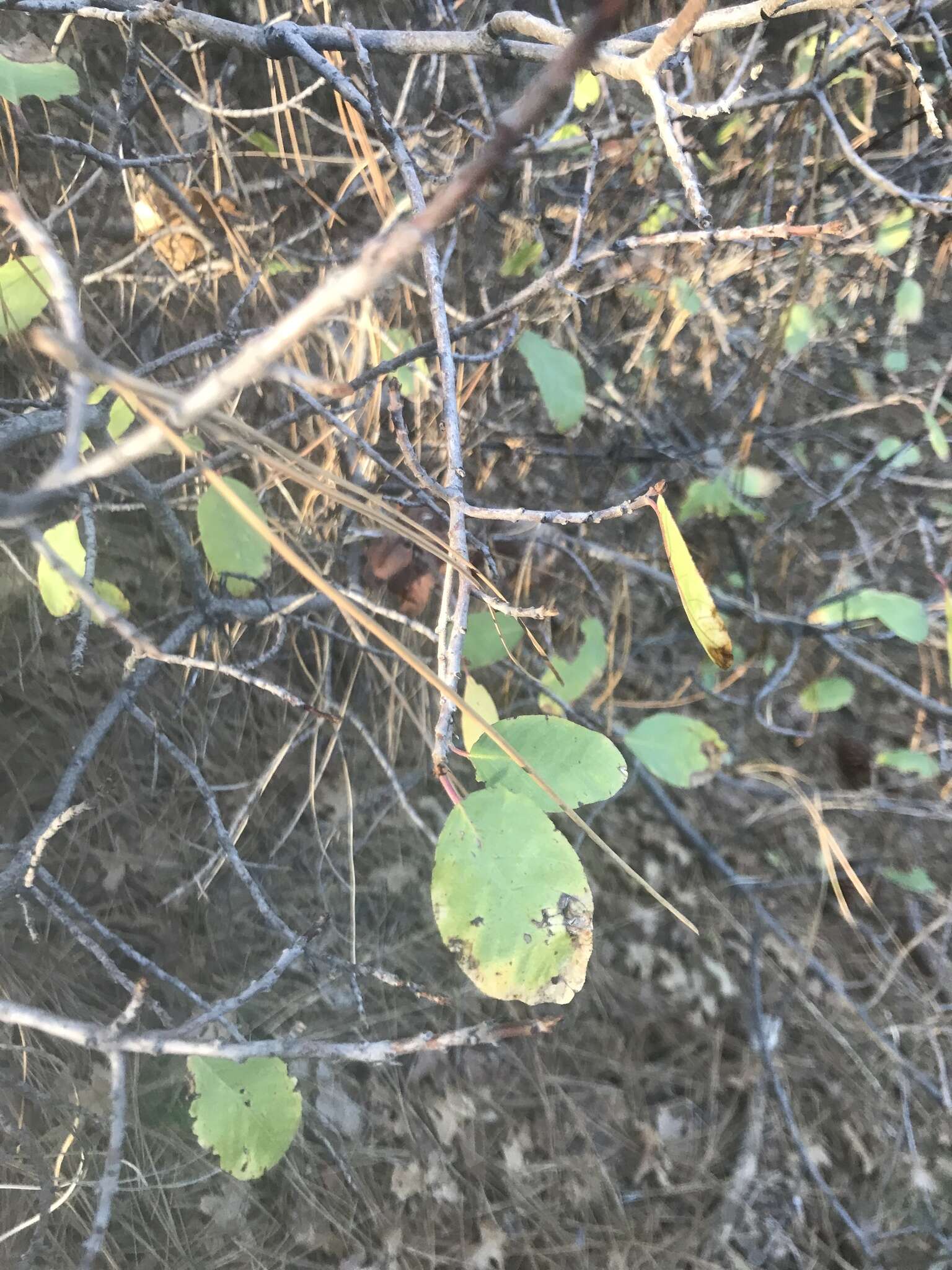 Image of red buckthorn