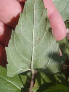 Image of heartleaf goldeneye