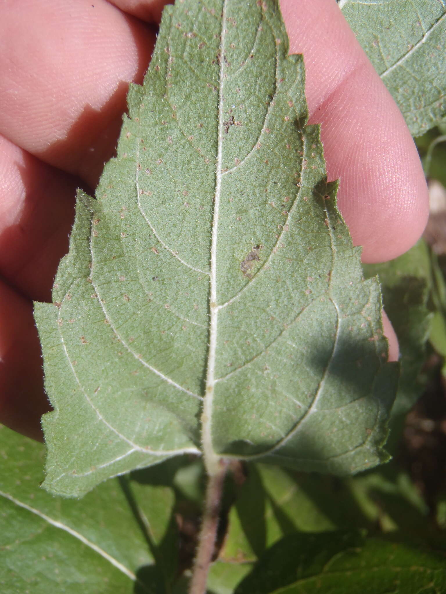 Image of heartleaf goldeneye