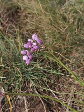 Image of Allium rubens Schrad. ex Willd.