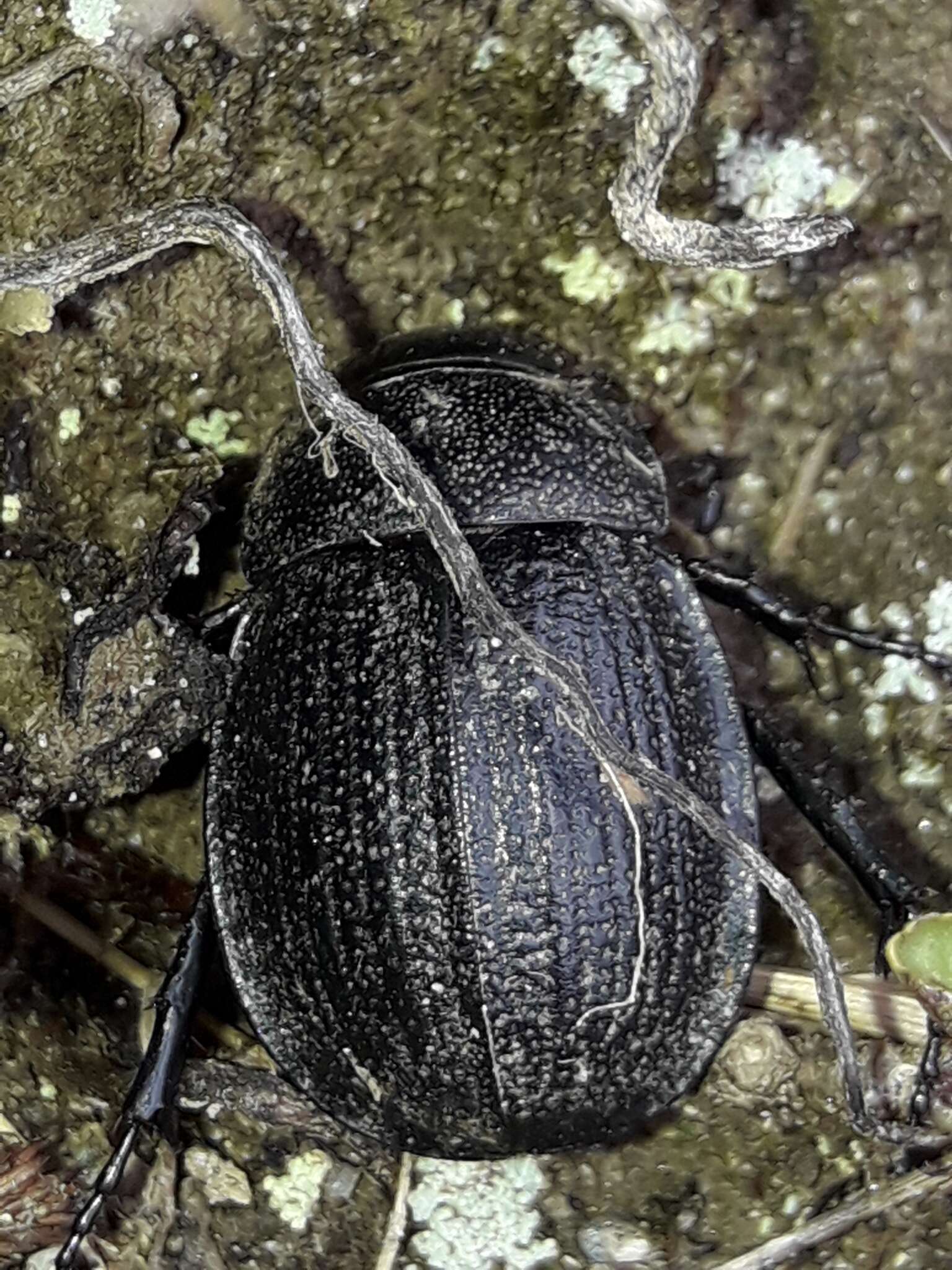 Image of Scythrodes squalidus Broun 1886