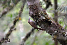 Image of Scaled Woodcreeper