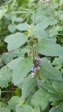 Image of wild mint