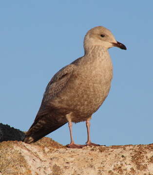 Image of Larus glaucoides thayeri Brooks & WS 1915