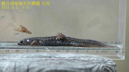 Image of Tokyo Salamander