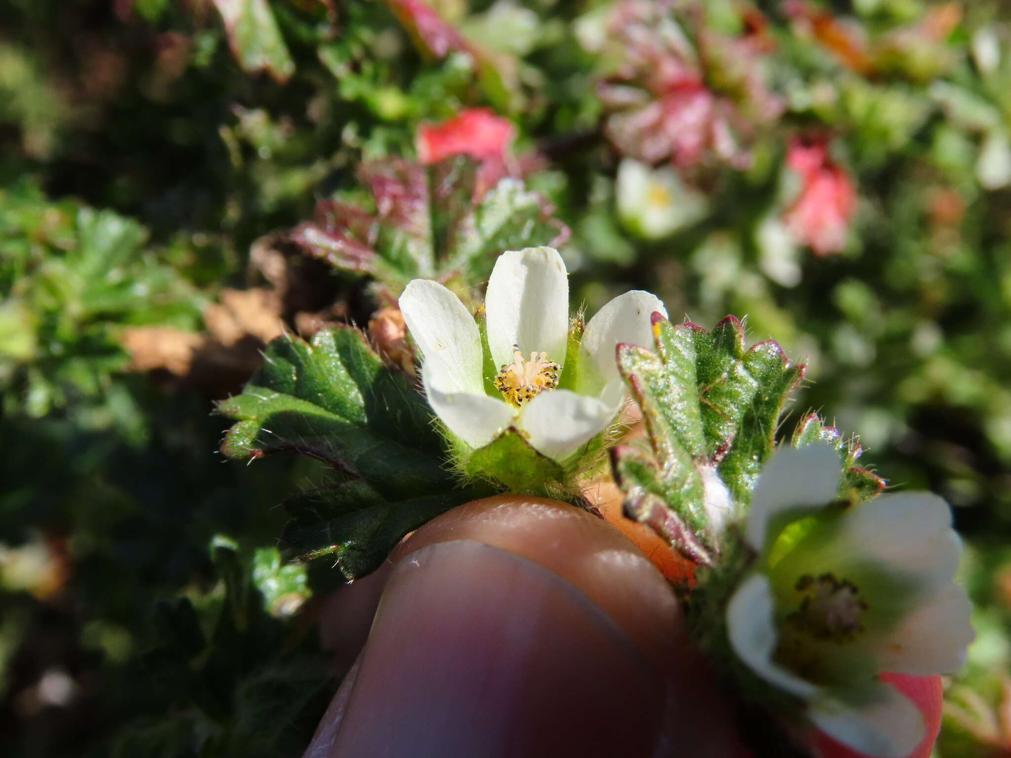 Image of Anisodontea biflora (Desr.) D. M. Bates