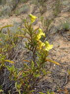 Image de Hermannia saccifera (Turcz.)