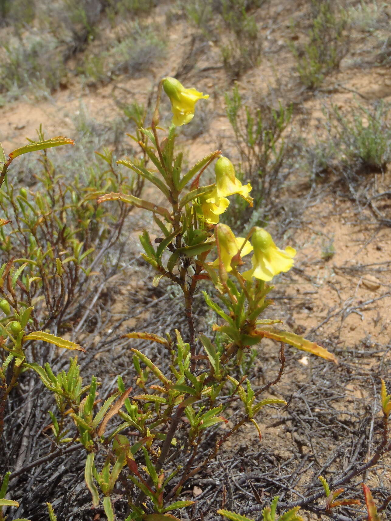 Image de Hermannia saccifera (Turcz.)