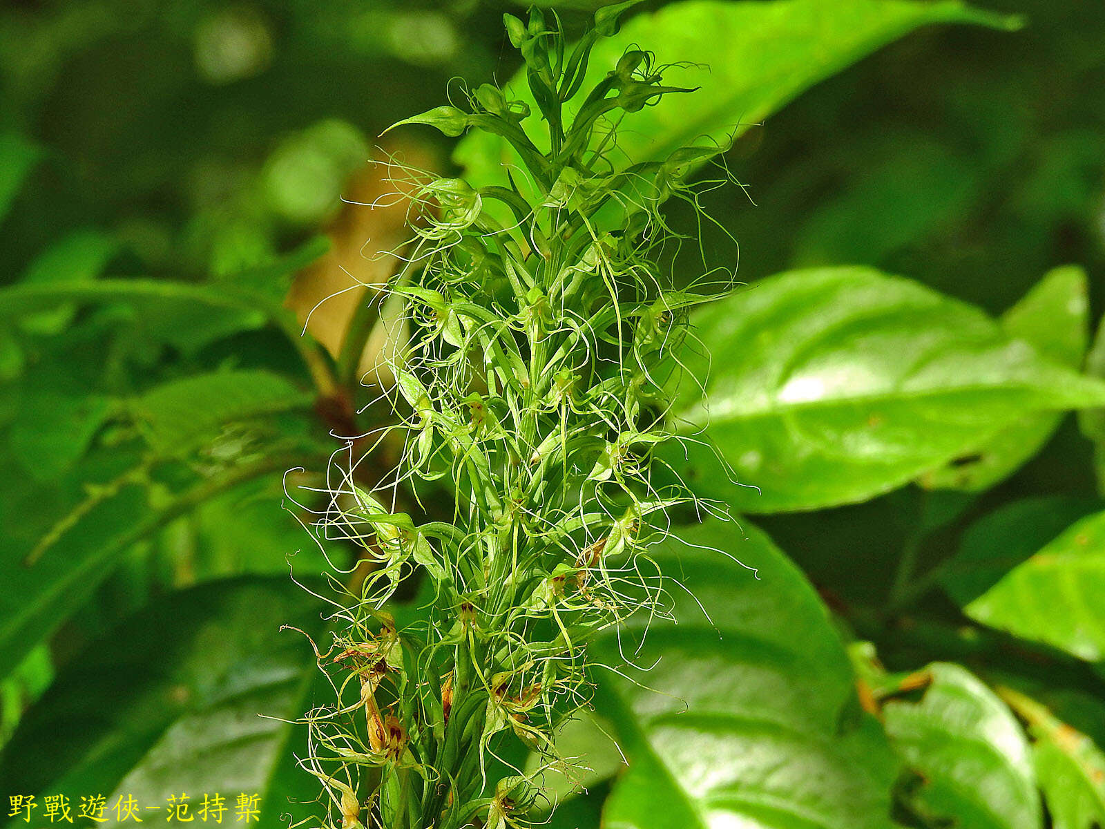 Habenaria pantlingiana Kraenzl. resmi