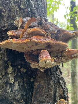 Imagem de Inonotus quercustris M. Blackw. & Gilb. 1985