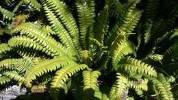 Austroblechnum durum (T. Moore) Gasper & V. A. O. Dittrich的圖片