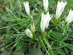 Image of arctic gentian