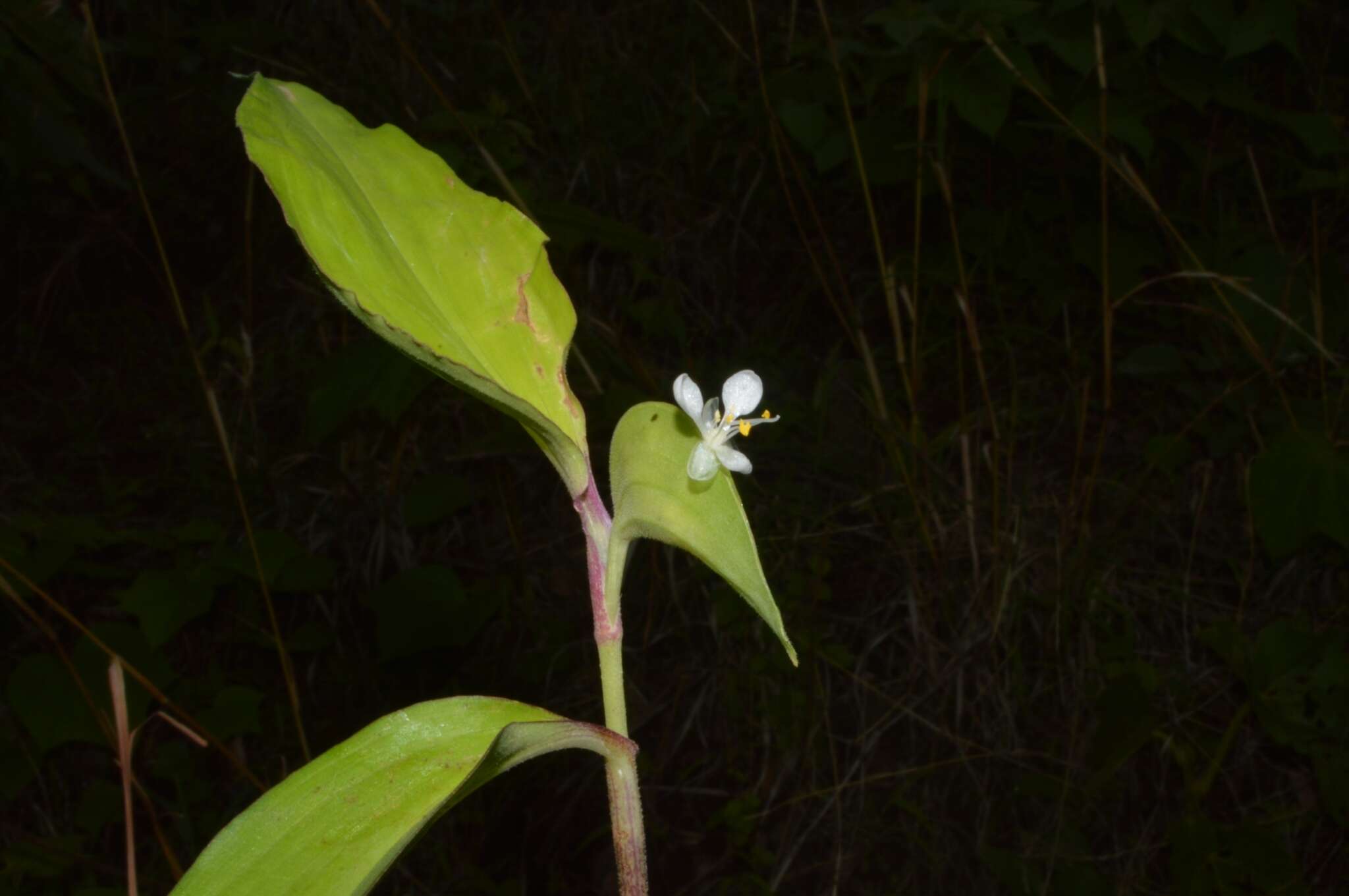 Image of Commelina suffruticosa Blume