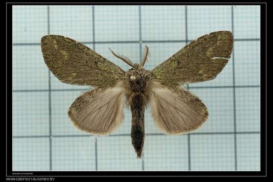 Image of Quadricalcarifera