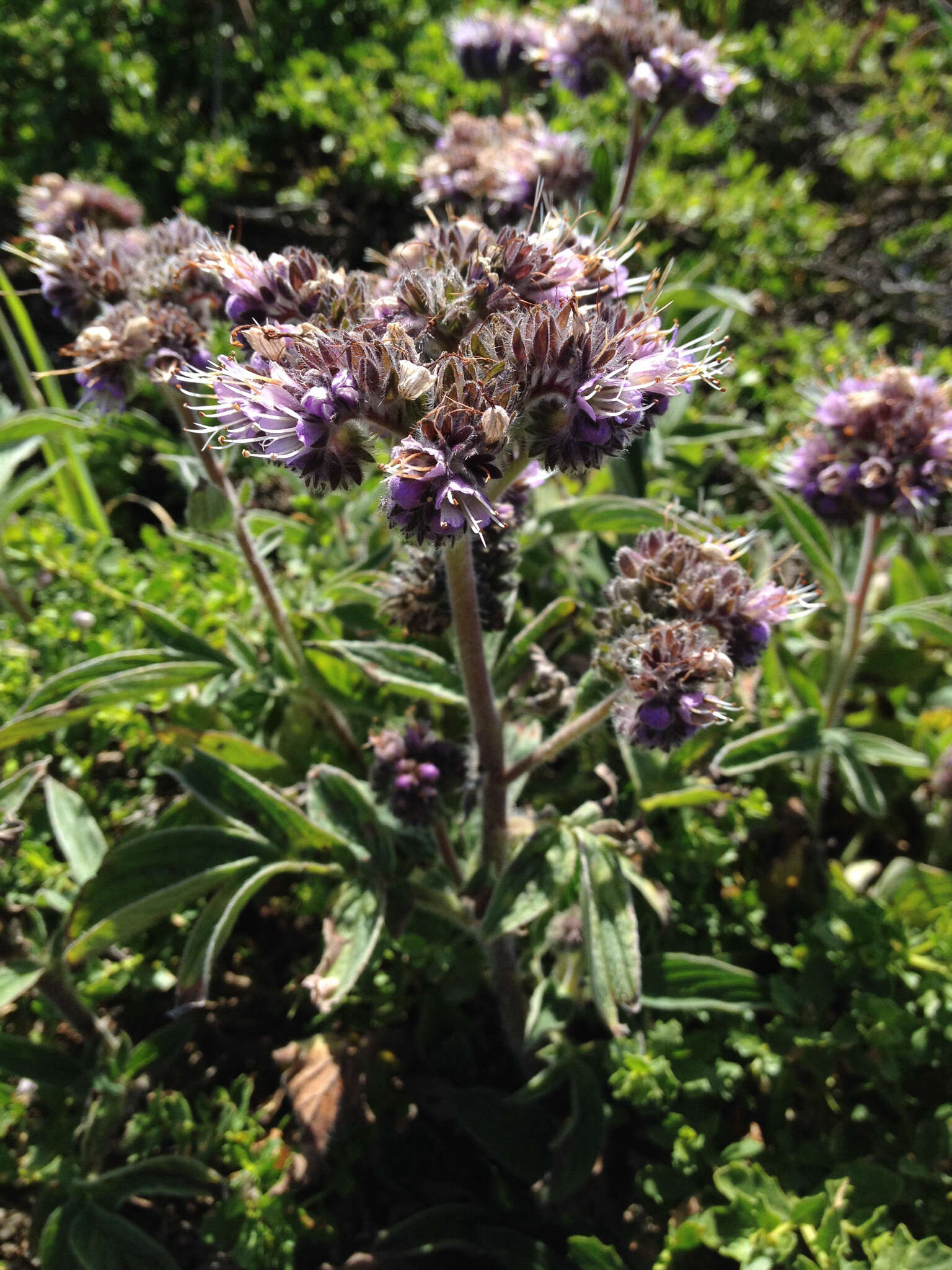 Image de Phacelia californica Cham.