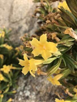 Image of southern bush monkeyflower