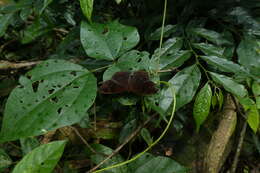 Imagem de Junonia stygia Aurivillius 1894