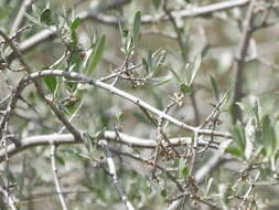 Image of silver buffaloberry