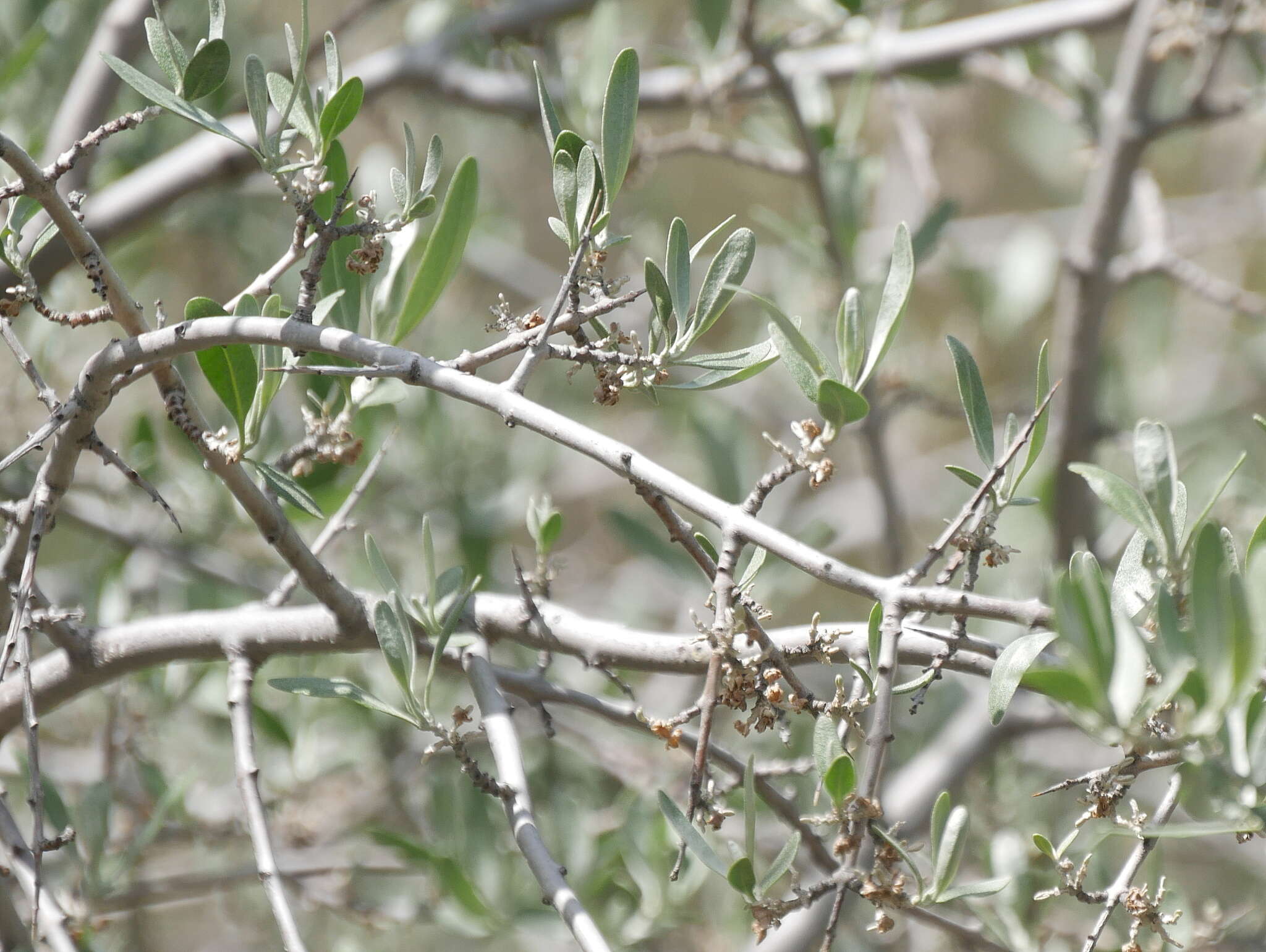 Image of silver buffaloberry