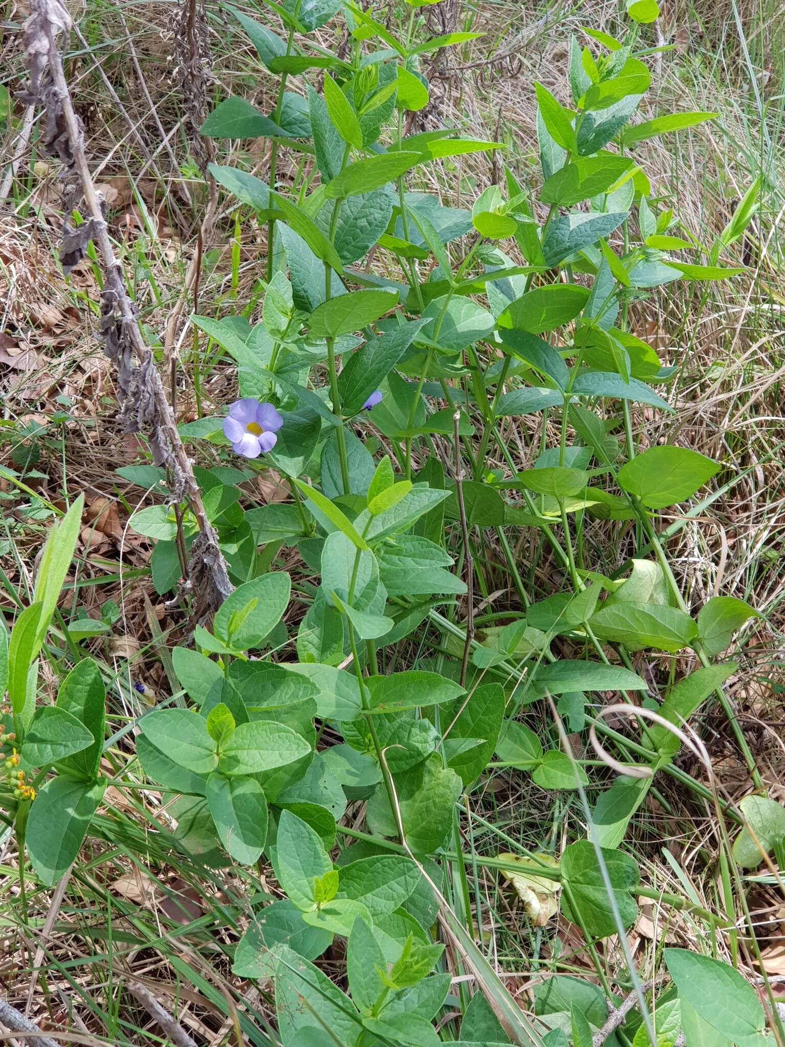 Image of Thunbergia natalensis Hook.