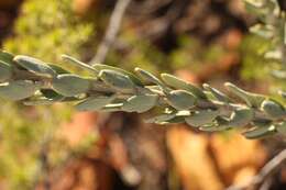 Image of Heliophila glauca Burch. ex DC.