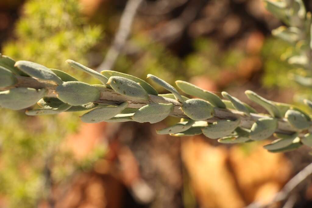 Image of Heliophila glauca Burch. ex DC.