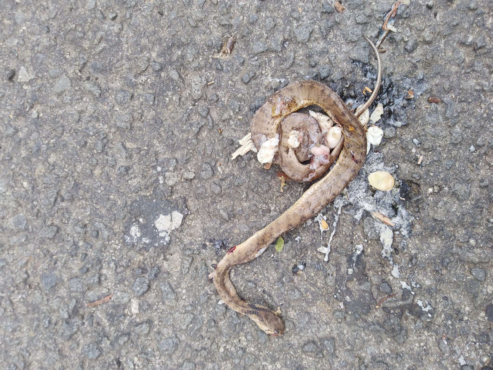 Image of Keeled Slug-eating Snake