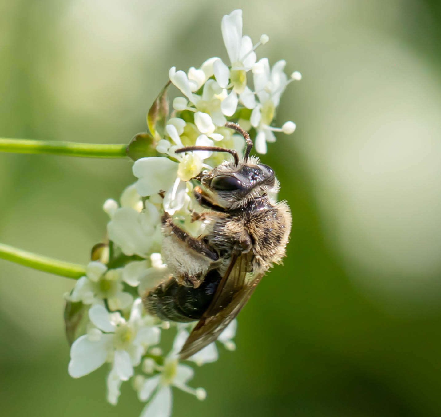 Image of Rugose Andrena