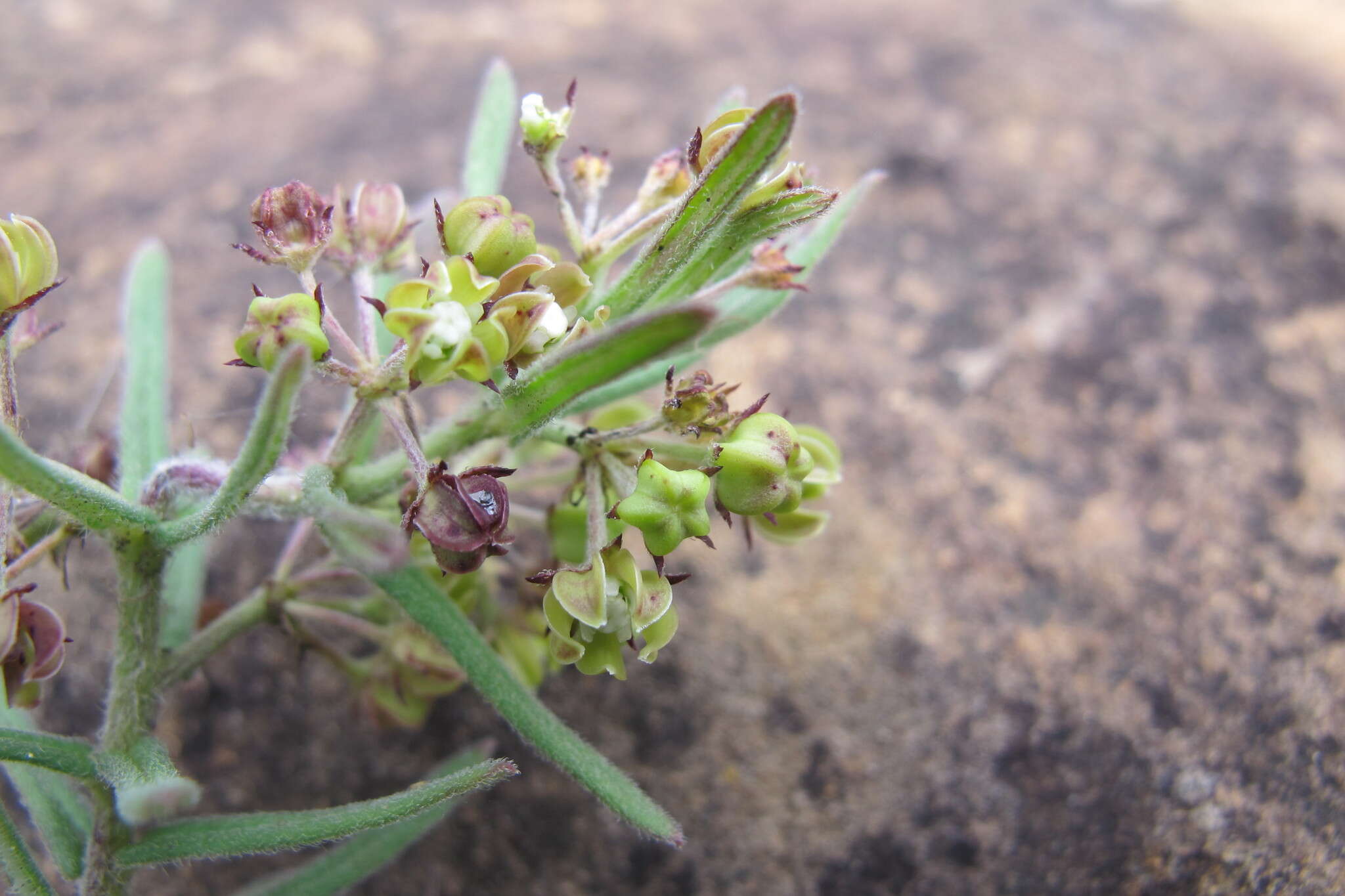 Schizoglossum bidens subsp. bidens的圖片