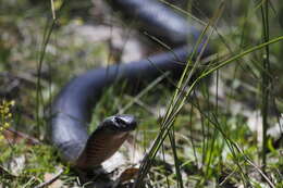 Image of red-bellied black snake