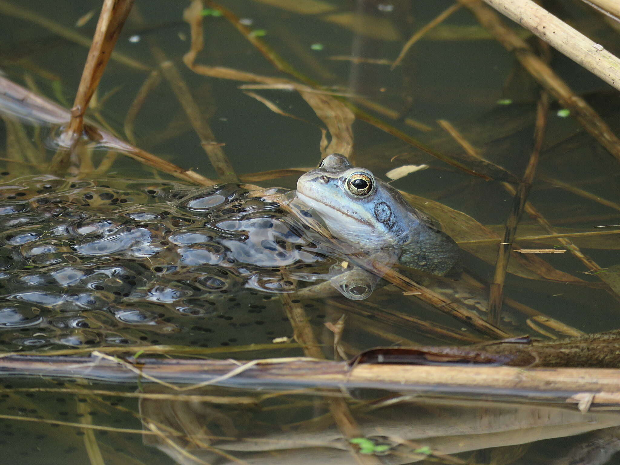 Image of Altai Brown Frog (Altai Mountains Populations)